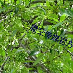 星空传媒官方网站