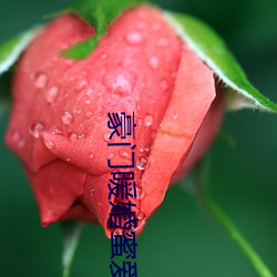 豪门暖婚蜜爱(ài)