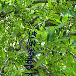色多多app下载(zài)安装华为市