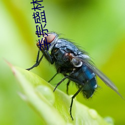 李宗盛林忆莲