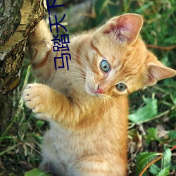 馬踏天下小說