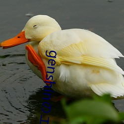 genshinのエロ資源
