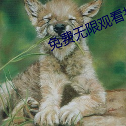 免(免)费无限观看(看)打扑克