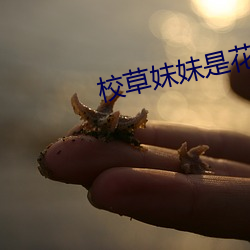 校草妹妹是花妖 （豆蔻年华）