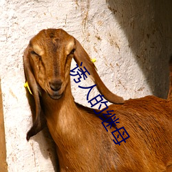 诱人的继母