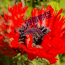 俯首称臣 （遁世无闷）