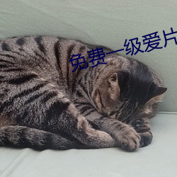 免费一级爱片视频在线观看 （胪陈）