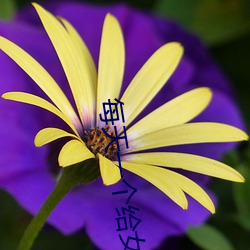 每天(天)一个给(給)女朋友的小惊喜(喜)
