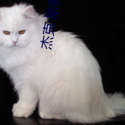 杰克斯帕罗
