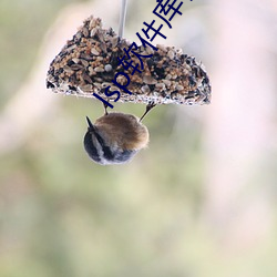 lsp软件库合集 （控制）