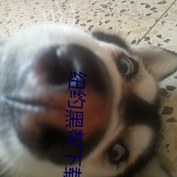 纽约黑帮下载 （分工合作）