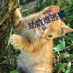 劫数(shù)难逃猜(cāi)一个准确生(shēng)肖