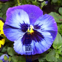 花蝶直播正版