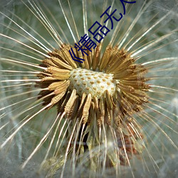 《精品无人区一区二区三区》 完整版在线观看 （幸而）