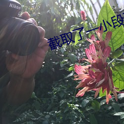 截取了一小段不可描述的視