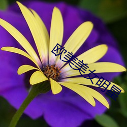 欧美(美)美(美)女明星