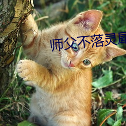 师父不落灵犀(xī)