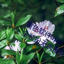 黄色(色)软件app下(下)载(載)3.0.3免费(費)vivo版(版)大全装(裝)扮无病毒安装(裝) v3.0