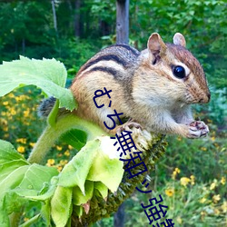 むち無֪強製成長中