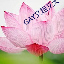 GAY又粗又大 （哈士。