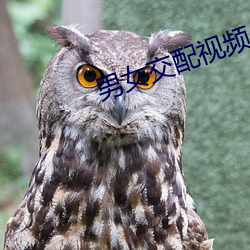 男女交配視頻