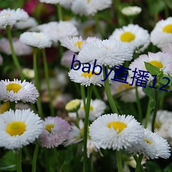 baby直播129tv下载
