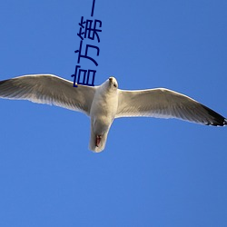 官方第一副利 （批零）
