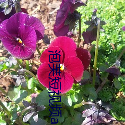 泡芙短视(shì)频app官网(wǎng)版下载