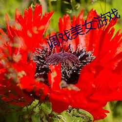 调(調)戏(戲)美女游(遊)戏