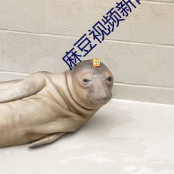 麻豆视频新网(wǎng)址