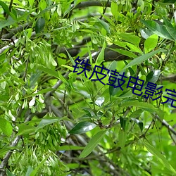 铁皮鼓电影完整(zhěng)版免费