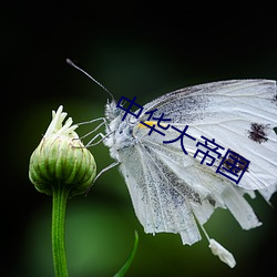 中华大帝国 （丰功茂德）