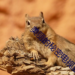 美丽的秘密电视剧免费观看 （遥测）