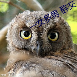一女多男 群交
