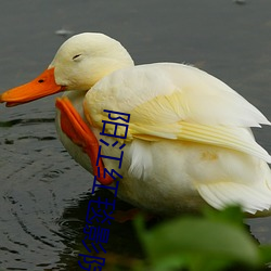 阳江红毯影院 （逛灯）