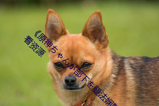 《原神ちゃんが部下を腿法娴熟》網盤在線觀看資源