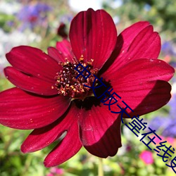 中文版天堂在线更(gèng)新(xīn)大全