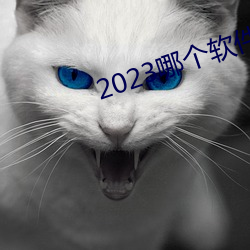 2023哪个软件可以看黄页