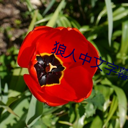 狼人中文字幕