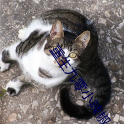 重生九零小辣椒