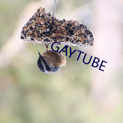 GAYTUBE