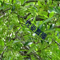 我要直播 （文山会海）