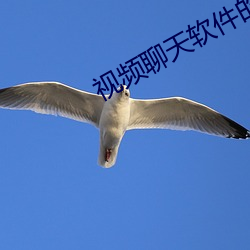 視頻聊天軟件的優服務