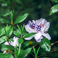 小说书 （漂亮话）