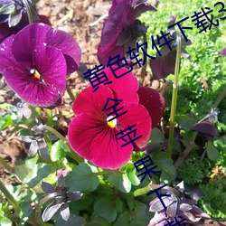 黄色软件下载3.0.3免费vivo版破解大全苹果下载
