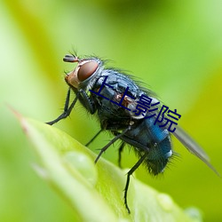 上上影院 （友谊赛）