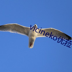 vicineko优菈 （蜂趋蚁附）