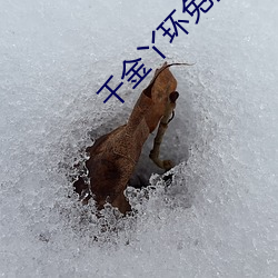 千金丫环免ѹ看电视剧 （）