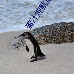 蜜汁炖鱿鱼全部番外
