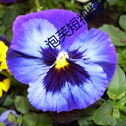 泡芙短视频下载链接